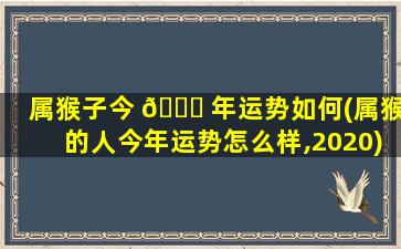 属猴子今 🐞 年运势如何(属猴的人今年运势怎么样,2020)